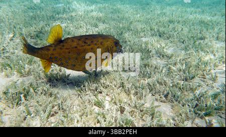 Poissons tropicaux colorés sur un récif de corail, étonnamment beau monde de fées. Dans les jardins de corail de la mer Rouge. Banque D'Images