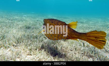 Poissons tropicaux colorés sur un récif de corail, étonnamment beau monde de fées. Dans les jardins de corail de la mer Rouge. Banque D'Images