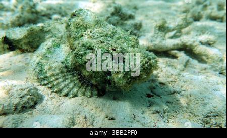 Poissons tropicaux colorés sur un récif de corail, étonnamment beau monde de fées. Dans les jardins de corail de la mer Rouge. Banque D'Images