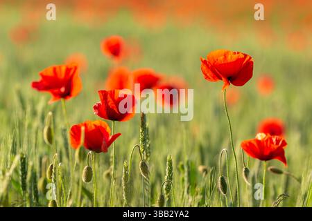 Les coquelicots rouges vibrants se balancent dans un champ verdoyant lors d'une journée d'été ensoleillée en Masurie, en Pologne. Banque D'Images