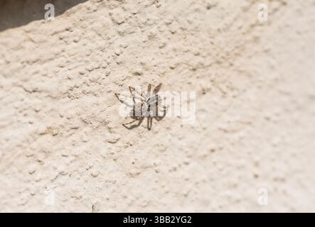Araignée à demi-tranchée (Menemerus semilimbatus) sur un mur à Dalyan, Turkiye Banque D'Images