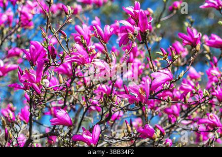 Vue sur le buisson de magnolia rose luxuriant contre le ciel bleu flou. Effets visuels de printemps, contenu naturel, économiseur d'écran Banque D'Images