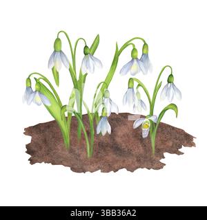 Fleurs délicates de gouttes de neige printanières poussant dans le sol. Fleurs blanches avec des feuilles vertes. Clipart de jardin de printemps. Illustration d'aquarelle dessinée à la main Banque D'Images