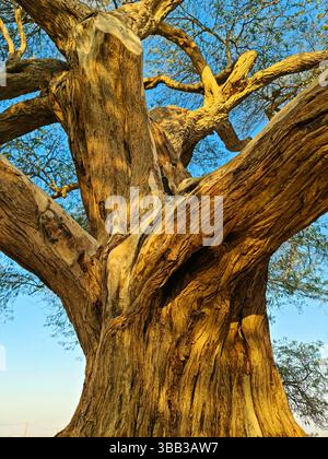 Ce mesquite vieux de 400 ans, de 32 pieds dans le désert de Sakhir, dans le gouvernorat du Sud, Bahreïn, est connu sous le nom de Shajarat-Al-Hayat ou « arbre de vie ». Banque D'Images