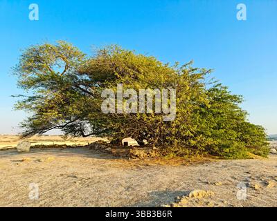 Ce mesquite vieux de 400 ans, de 32 pieds dans le désert de Sakhir, dans le gouvernorat du Sud, Bahreïn, est connu sous le nom de Shajarat-Al-Hayat ou « arbre de vie ». Banque D'Images