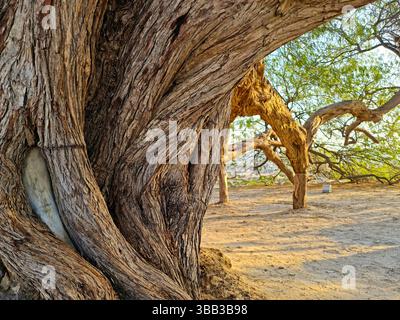 Ce mesquite vieux de 400 ans, de 32 pieds dans le désert de Sakhir, dans le gouvernorat du Sud, Bahreïn, est connu sous le nom de Shajarat-Al-Hayat ou « arbre de vie ». Banque D'Images