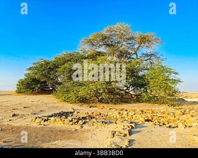 Ce mesquite vieux de 400 ans, de 32 pieds dans le désert de Sakhir, dans le gouvernorat du Sud, Bahreïn, est connu sous le nom de Shajarat-Al-Hayat ou « arbre de vie ». Banque D'Images