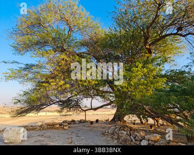 Ce mesquite vieux de 400 ans, de 32 pieds dans le désert de Sakhir, dans le gouvernorat du Sud, Bahreïn, est connu sous le nom de Shajarat-Al-Hayat ou « arbre de vie ». Banque D'Images