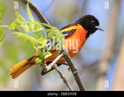 Baltimore oriole perché sur un tronc d'arbre dans la forêt, Canada Banque D'Images