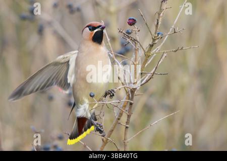 Cire de Bohême (Bombycilla garrulus) se nourrissant de baies, Rhénanie du Nord-Westphalie, Allemagne, Europe Banque D'Images