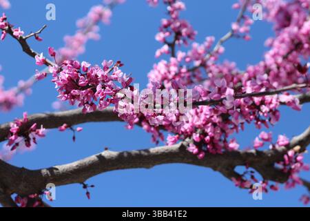 Arbre Redbud oriental en pleine floraison avec des pétales roses et magenta vibrants contre un beau ciel bleu vif au début du printemps Banque D'Images