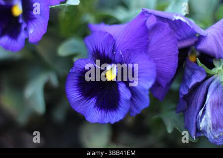 Pétunia violet multi-teintes vibrant en pleine floraison Banque D'Images