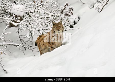 Lynx eurasien (Lynx lynx), debout dans une forêt enneigée, captif, Allemagne, Europe Banque D'Images