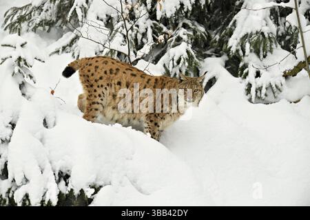 Lynx eurasien (Lynx lynx), debout dans une forêt enneigée, captif, Allemagne, Europe Banque D'Images