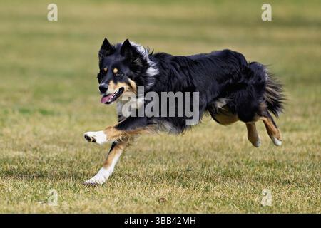 Chien de race mixte entre Border Collie et Australian Shepherd saute à travers Meadow, Suisse, Europe Banque D'Images