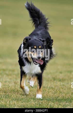 Chien de race mixte entre Border Collie et Australian Shepherd saute à travers Meadow, Suisse, Europe Banque D'Images