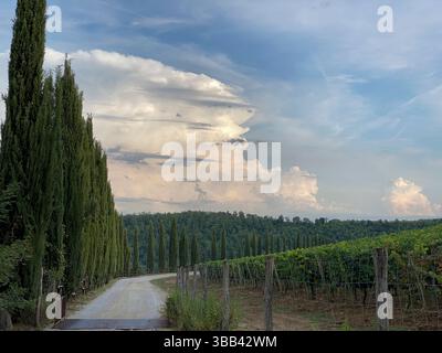 Un vignoble le long d'une route de campagne avec de grands cyprès sous un ciel dramatique. Banque D'Images