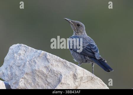 Muguet bleu (Monticola solitarius) juvénile perché sur un rocher, Primorje, Croatie, Europe Banque D'Images