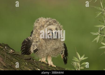 Chouette à longues oreilles (Asio otus) juvénile perché sur une branche, Serbie, Europe Banque D'Images