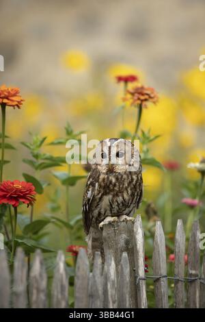 Tawny Owl (Strix aluco) perché sur une clôture, captif, Allemagne, Europe Banque D'Images