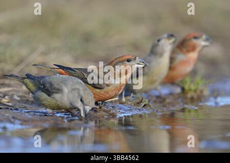 Groupe bec-croisé de perroquet (Loxia pytyopsittacus) buvant, pays-Bas Banque D'Images