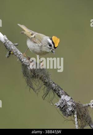 Mâle de Kinglet à couronne dorée (Regulus satrapa) perché sur une branche couverte de lichen avec de la nourriture dans son bec, Colombie-Britannique, Canada, Amérique du Nord Banque D'Images