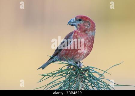 Bec-croisé de perroquet (Loxia pytyopsittacus) mâle perché sur une branche, pays-Bas Banque D'Images