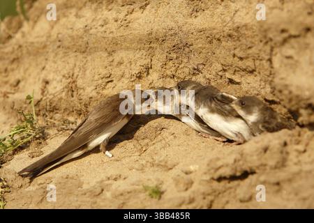 Martin de sable (Riparia riparia) nourrissant les juvéniles dans la cavité de reproduction, Saxe-Anhalt, Allemagne, Europe Banque D'Images
