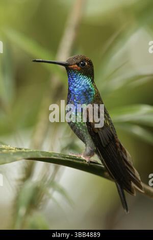 Hillstar à queue blanche (Urochroa bougueri) perchée sur une branche dans les Andes en Colombie Banque D'Images