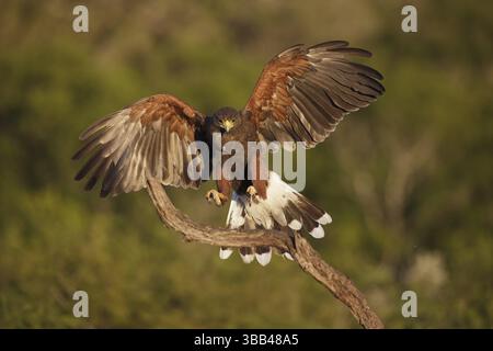 Harris's Hawk (Parabuteo unicinctus) débarquant sur une branche, Texas, États-Unis, Amérique du Nord Banque D'Images