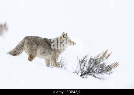 Coyote (Canis latrans) adulte dans la campagne enneigée, parc national de Yellowstone, Wyoming, États-Unis, Amérique du Nord Banque D'Images