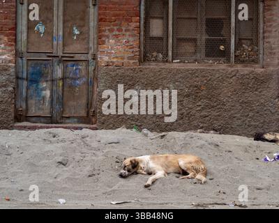 Un chien errant se trouve paisiblement sur une parcelle de sable près d'un vieux mur de briques avec une porte et une fenêtre rustiques, évoquant des sentiments de solitude et de tranquillité dans le Banque D'Images