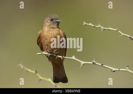 Cliff Flycatcher (Hirundinea ferruginea) perché sur une branche épineuse, Bolivie, Amérique du Sud Banque D'Images