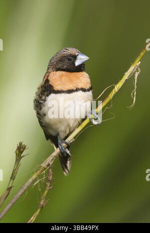 Mannikin (Lonchura castaneothorax) perché sur une brindille, Queensland, Australie, Océanie Banque D'Images