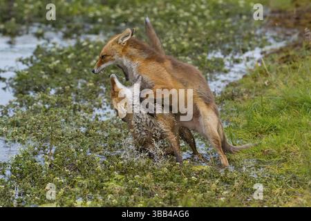 Renard rouge (Vulpes vulpes) deux jeunes combattant et jouant dans l'étang, pays-Bas Banque D'Images