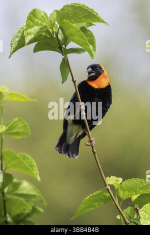 Évêque noir (Euplectes gierowii) chant masculin, perché sur une branche, Lac Manyara, Tanzanie, Afrique Banque D'Images