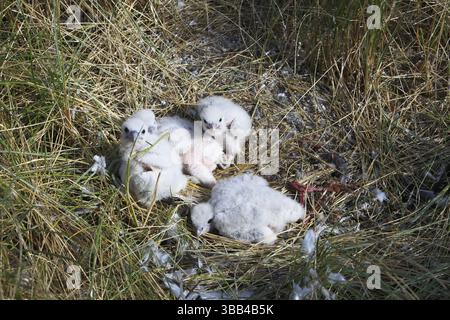 Faucon pèlerin (Falco peregrinus) quatre poussins fraîchement éclos dans le nid, basse-Saxe, Allemagne, Europe Banque D'Images