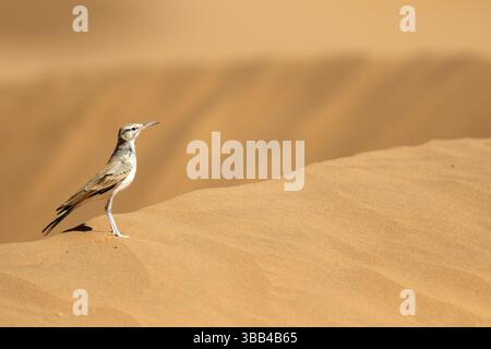 Grand Hoopoe-Lark (Alaemon alaudipes) perché sur le sol, Rgabi, Maroc, Afrique Banque D'Images