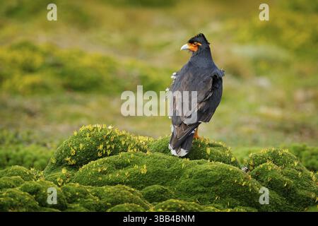 Carunculated caracara, Phalcoboenus carunculatus, bel oiseau de proie d'Antisana en Equateur. Caracara dans un habitat de montagne de haute altitude, vert h Banque D'Images