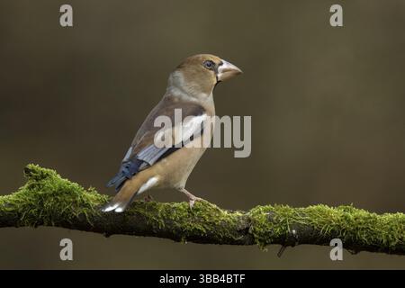 Appelvink Coccothraustes coccothraustes Hawfinch,, Banque D'Images