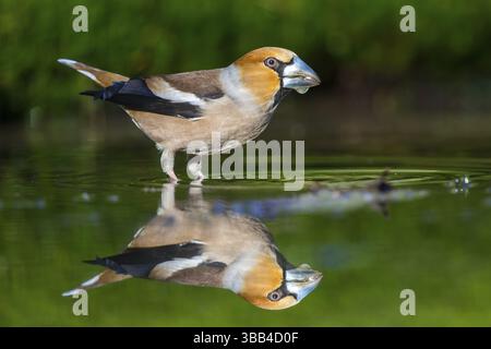 Hawfinch (Coccothraustes coccothraustes) femelle à un trou d'eau, pays-Bas Banque D'Images