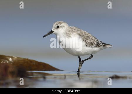 Sanderling (Calidris alba), Victoria, Australie, Océanie Banque D'Images