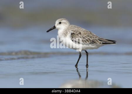 Sanderling (Calidris alba), Victoria, Australie, Océanie Banque D'Images