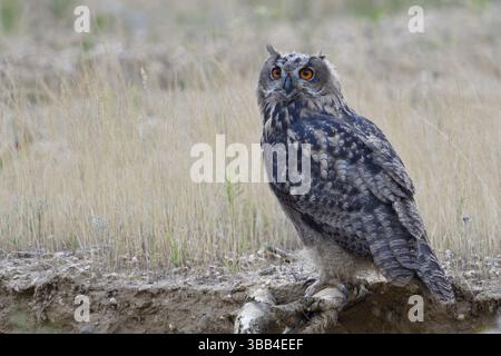 Ein Jungvogel - homme beachte die Krallen... Europaeischer Uhu *Bubo bubo* Banque D'Images