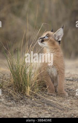 Caracal (Caracal Caracal) petit solitaire, Castille-la Manche, Espagne, Europe Banque D'Images