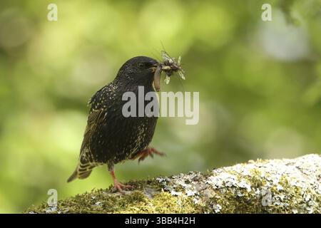 Starling commun (Sturnus vulgaris), avec alimentation dans le bec, basse-Saxe, Allemagne, Europe Banque D'Images