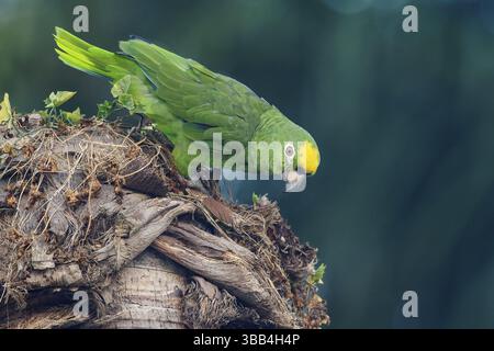 Amazona ochrocephala (Amazona ochrocephala) perché sur une branche dans la forêt tropicale de Guyane Banque D'Images