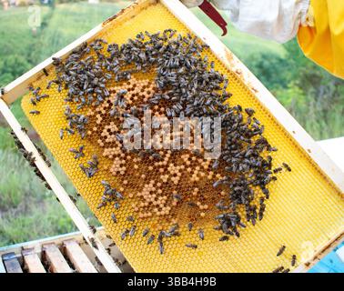 Gros plan d'un cadre de ruche couvert d'abeilles animées pendant les heures de lumière du jour. Banque D'Images