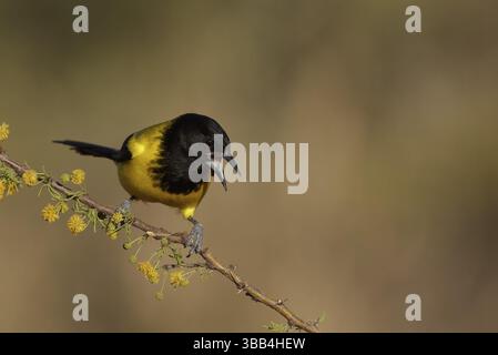 Mâle Oriole d'Audubon (icterus graduacauda) perché sur une branche, Texas, USA, Amérique du Nord Banque D'Images
