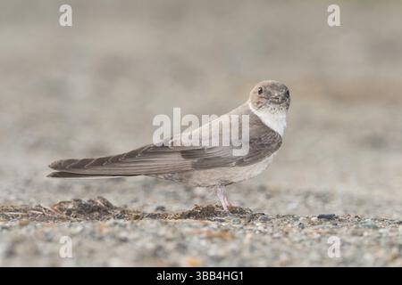 Eurasian Crag Martin (Ptyonoprogne rupestris) sur terre, Vallée d'Aoste, Italie, Europe Banque D'Images